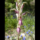 Eine Orchidee neben der Straße